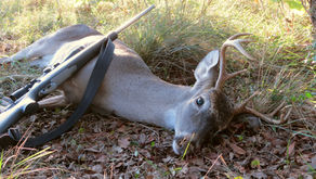 "One does not hunt in order to kill"