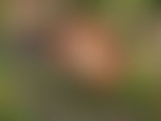 Daniel Boone’s Turkey Hunt Video