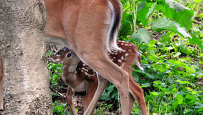 From Mother’s Milk to Sticks and Leaves