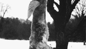 Winter Coyote Hunting