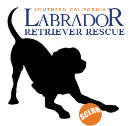 logo.gif