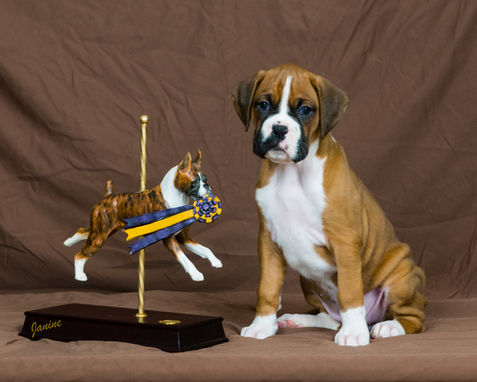 BOB Trophy Boxer Puppy.jpeg