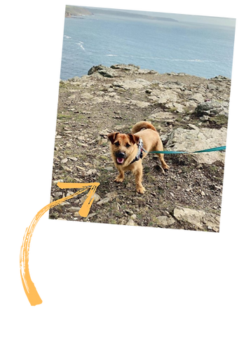 the expensive dog in question (1).png