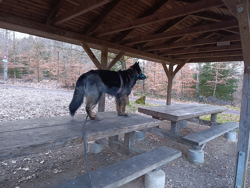 Formation GalenMyotherapy (Julia Robertson)