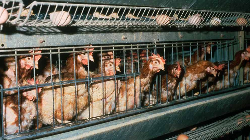 Chickens in cages