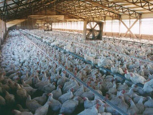 Chicken Farming