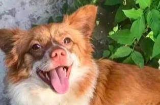 Cute dog smiling at camera