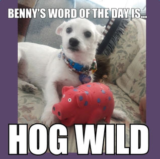 Benny's Word of the Day is hog wild