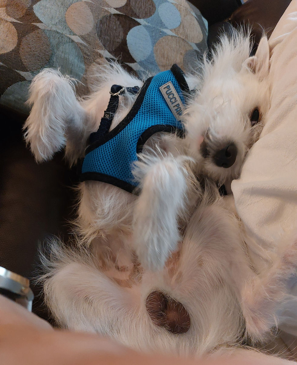 A white puppy lying on his back and showing off his manhood.
