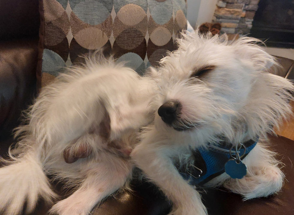 A white puppy showing off his manhood.