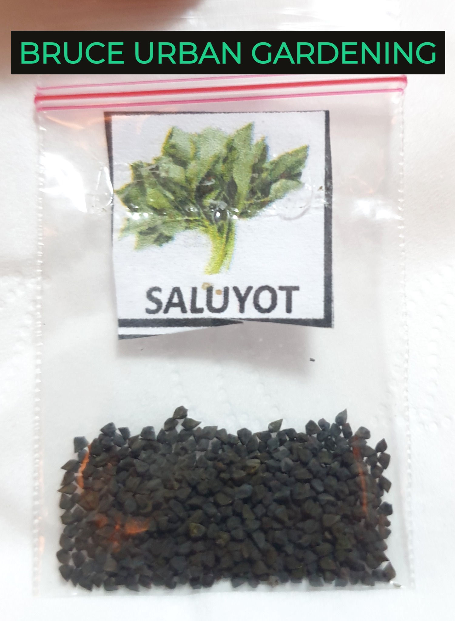 SALUYOT SEED