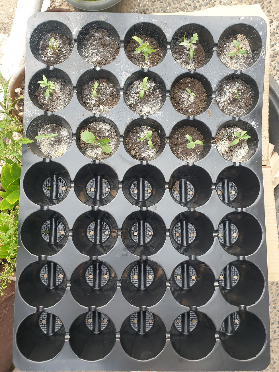 Thumbnail: SEEDLING TRAYS
