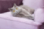 Scottish Shorthair cat lying on the couc