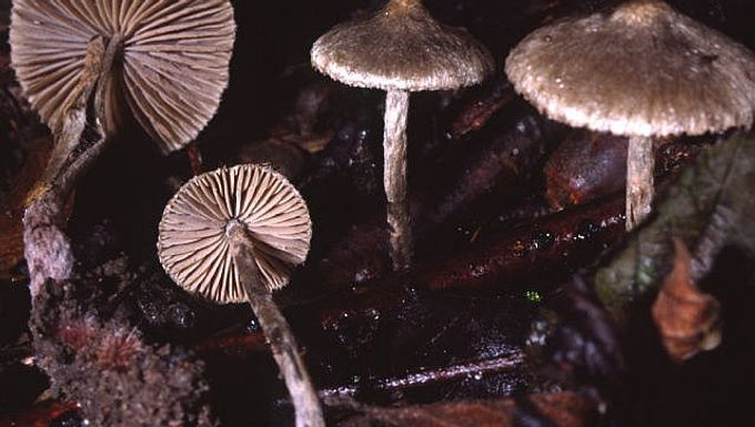 Entoloma araneosum
