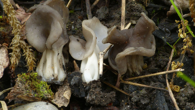 Helvella lacunosa 