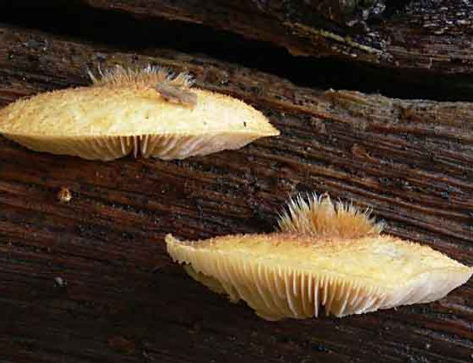 Crepidotus crocophyllus 