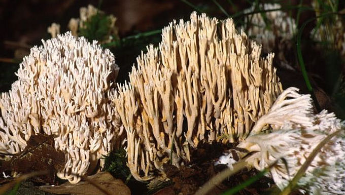 Ramaria gracilis