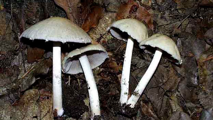 Psathyrella candolleana 