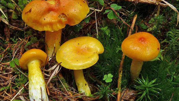 Hygrophorus speciosus 