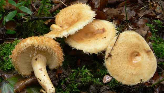 Lactarius mairei 