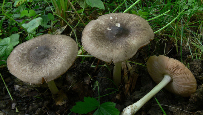 Pluteus ephebeus 