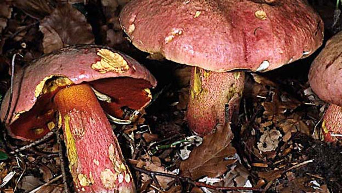 Boletus rubrosanguineus 