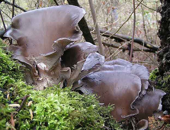 Pleurotus ostreatus
