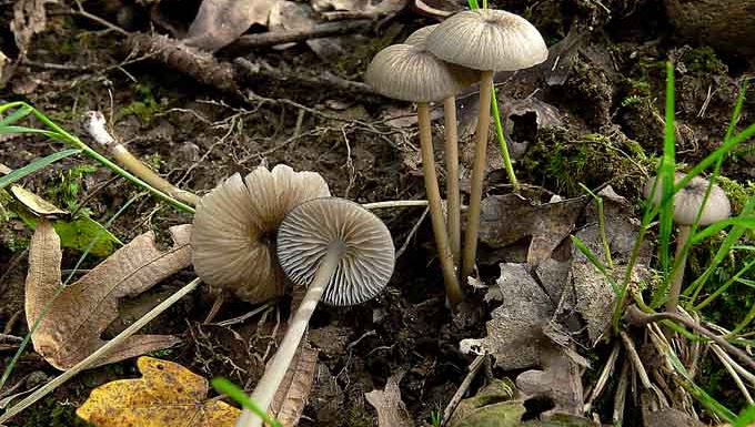 Entoloma exile