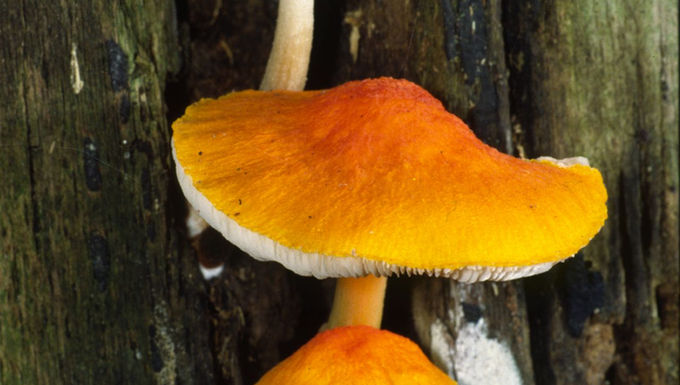Pluteus aurantiorugosus