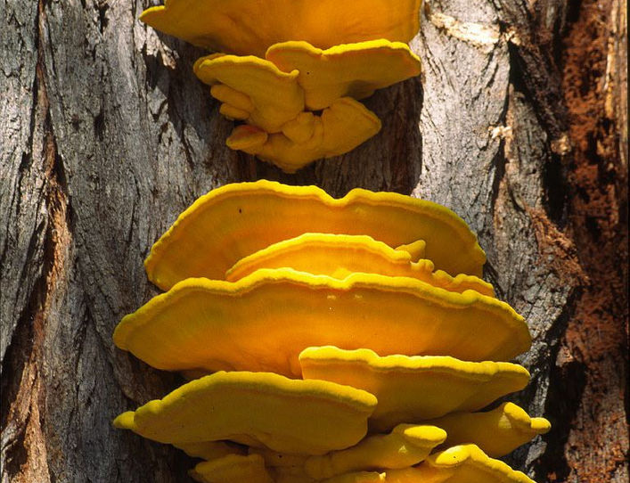 Laetiporus sulfureus 