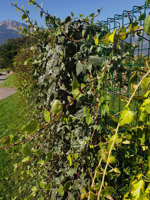 Clôture en bois ornée de plantes grimpantes, pour une séparation naturelle et verdoyante.