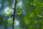 Branche de ginkgo aux feuilles vertes lumineuses avec un arrière-plan flouté, symbole de nature et durabilité.