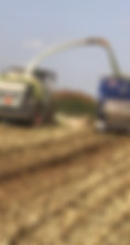 Chopper loading blue trailer.JPEG