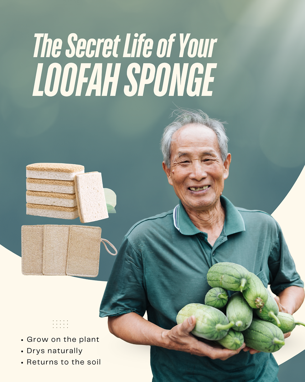 From Vine to Sink: The Secret Life of Your Loofah Sponge.