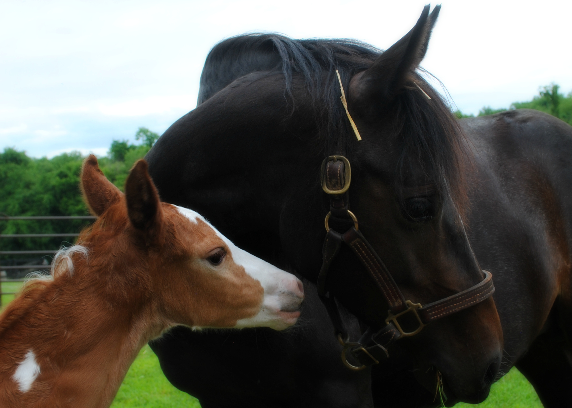 Equine Rescue League