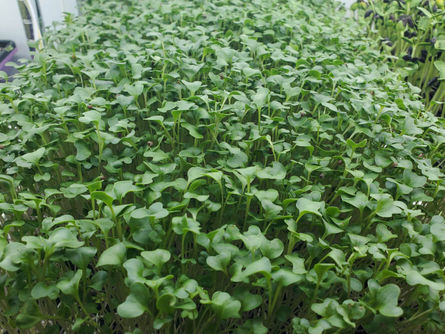 Producer Spotlight: Ron's Microgreens