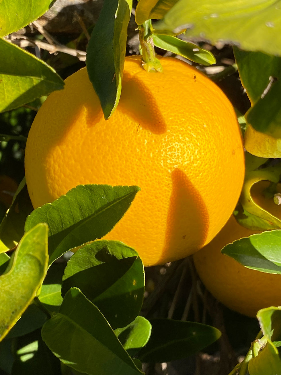 Thumbnail: fruit sample mix 5 pounds price varies