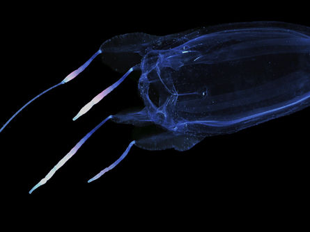 Venomous Jellyfish: What You Need To Know