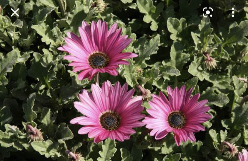 ARCTOTIS pink delight