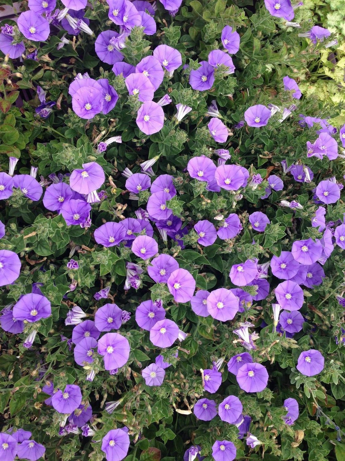 IPOMOEA mauritanicus