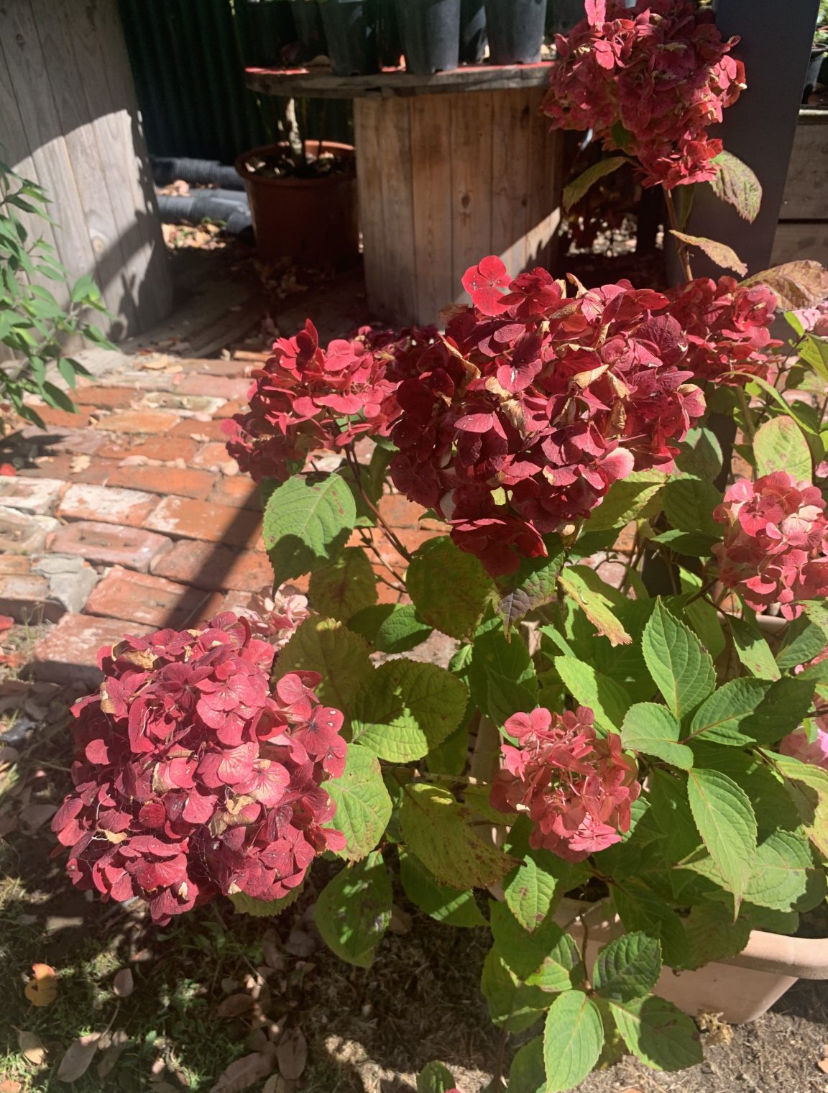 Summer Flowering | Broccolis