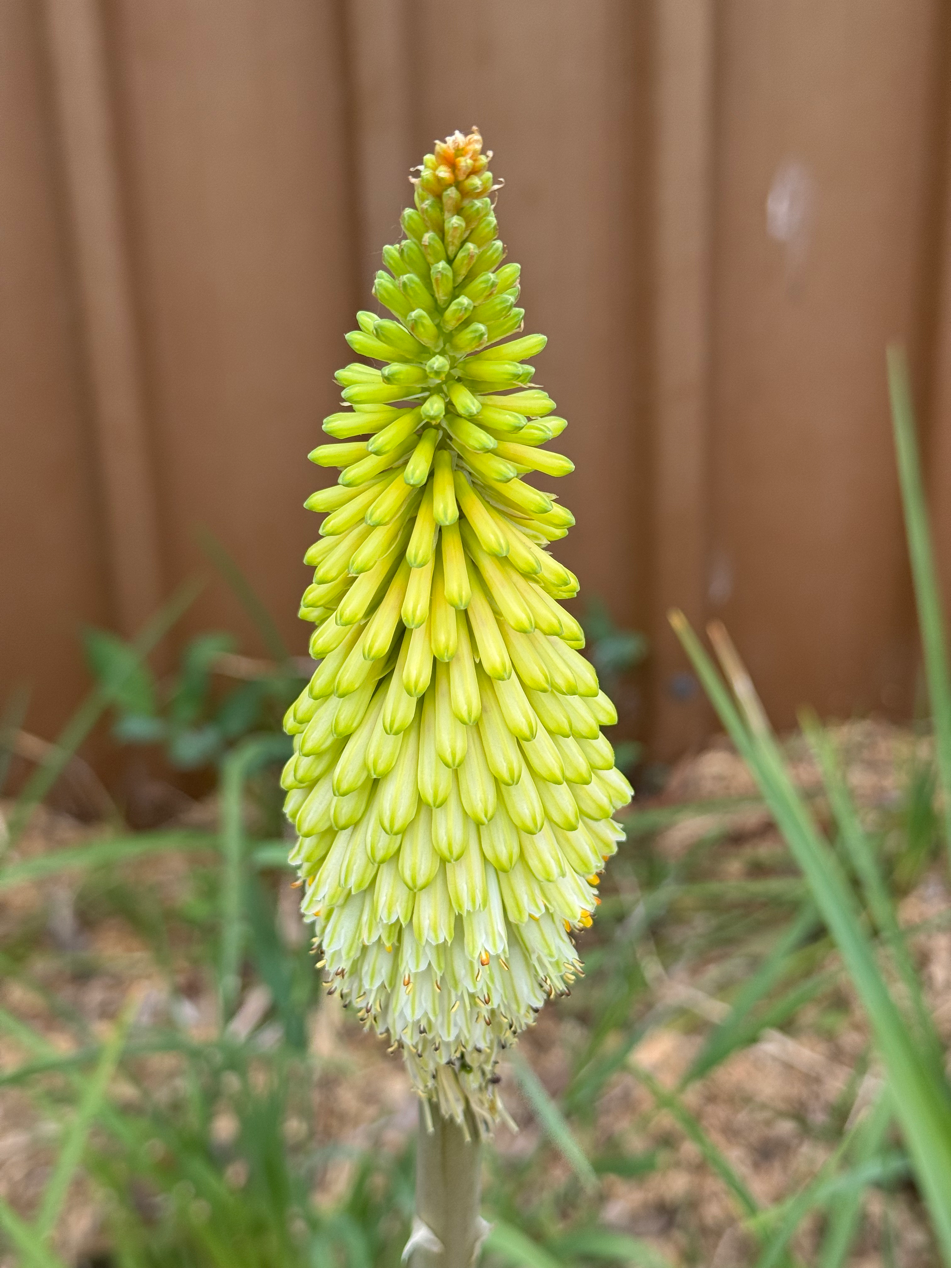 KNIPHOFIA citrina