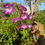 Thumbnail: PENSTEMON cha cha purple