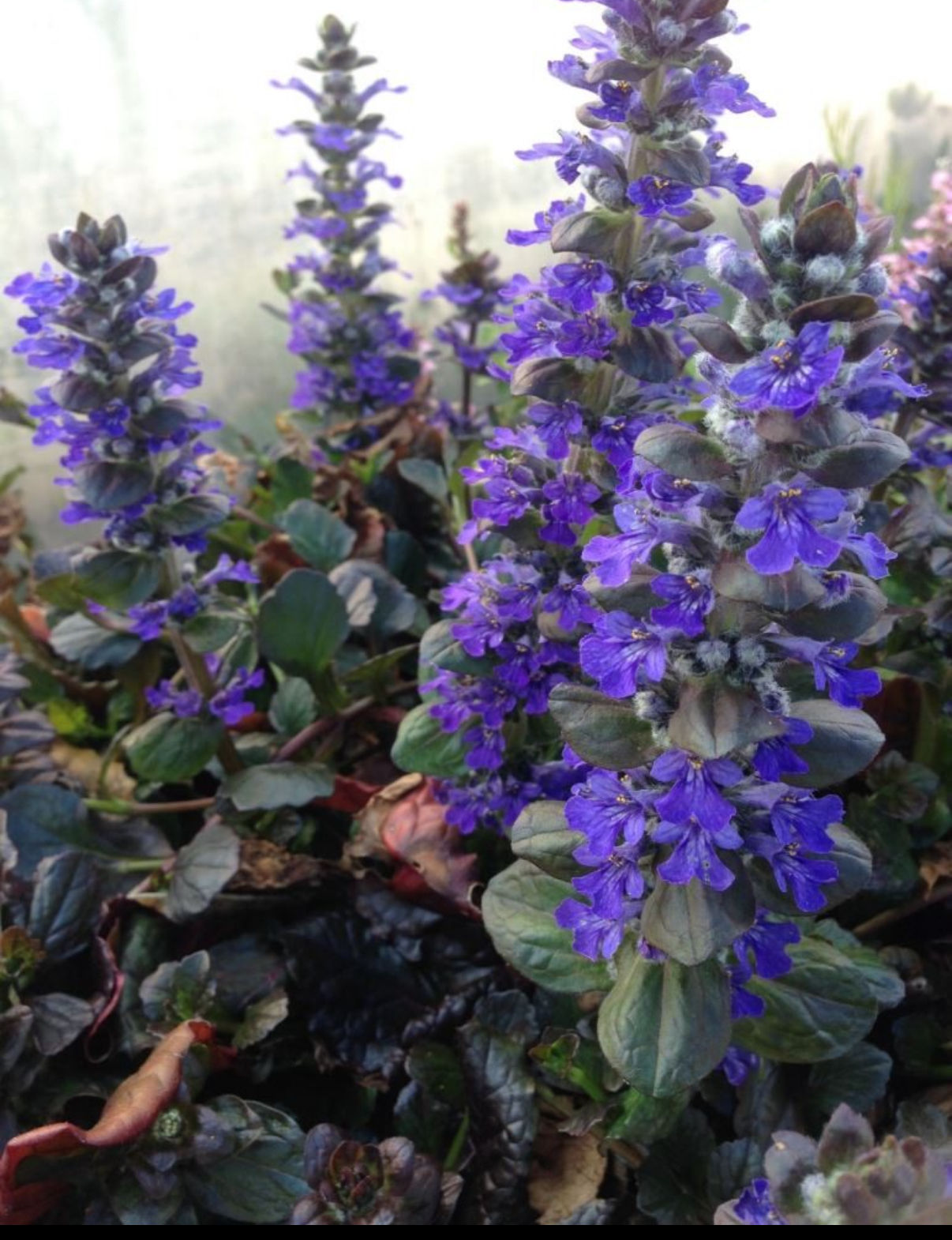 AJUGA jungle beauty