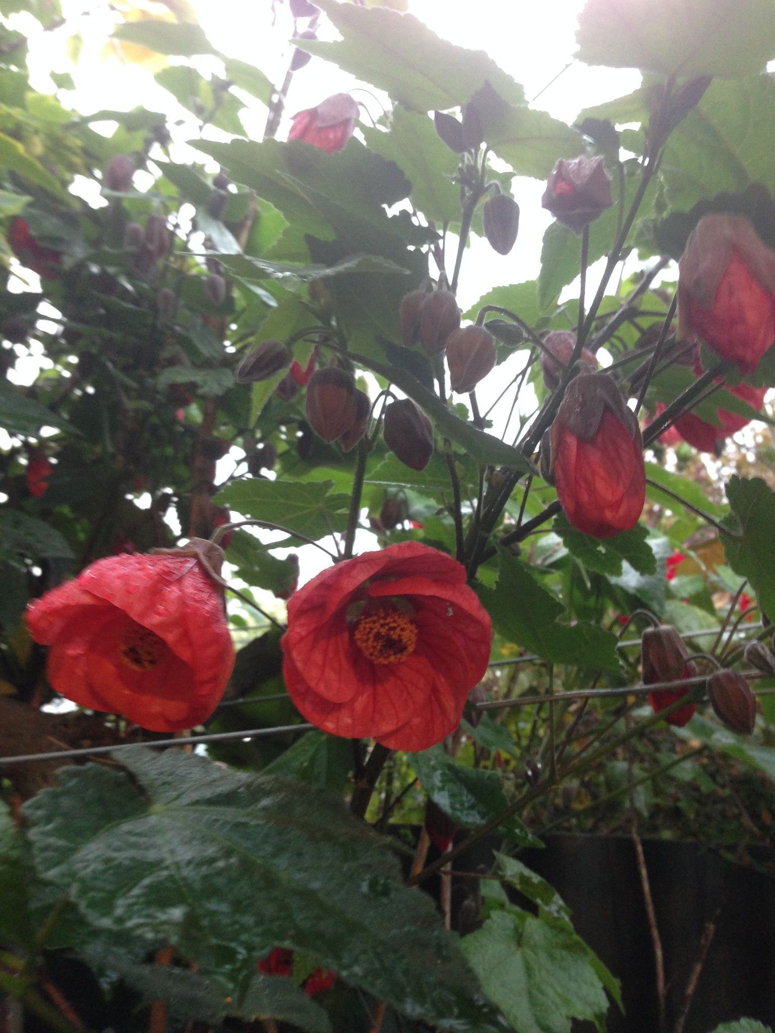 ABUTILON red