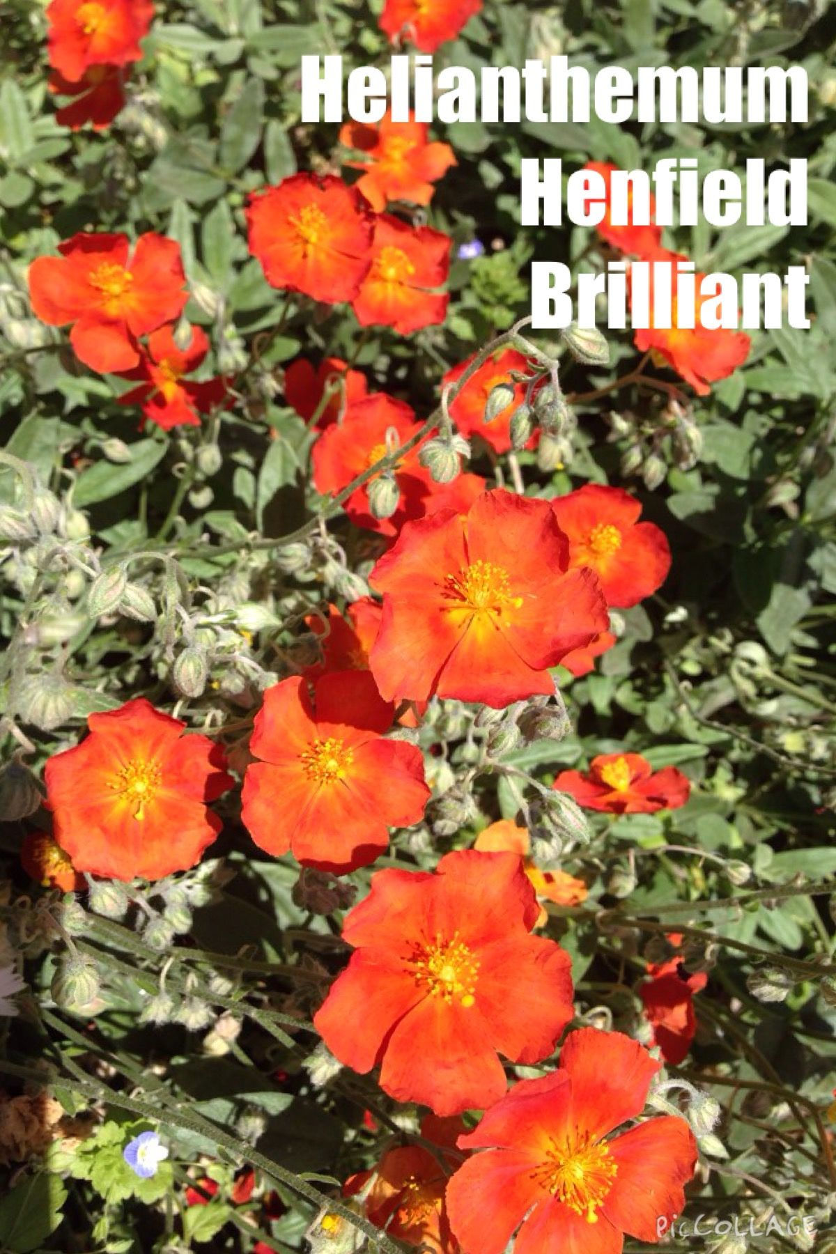 HELIANTHEMUM henfield brilliant