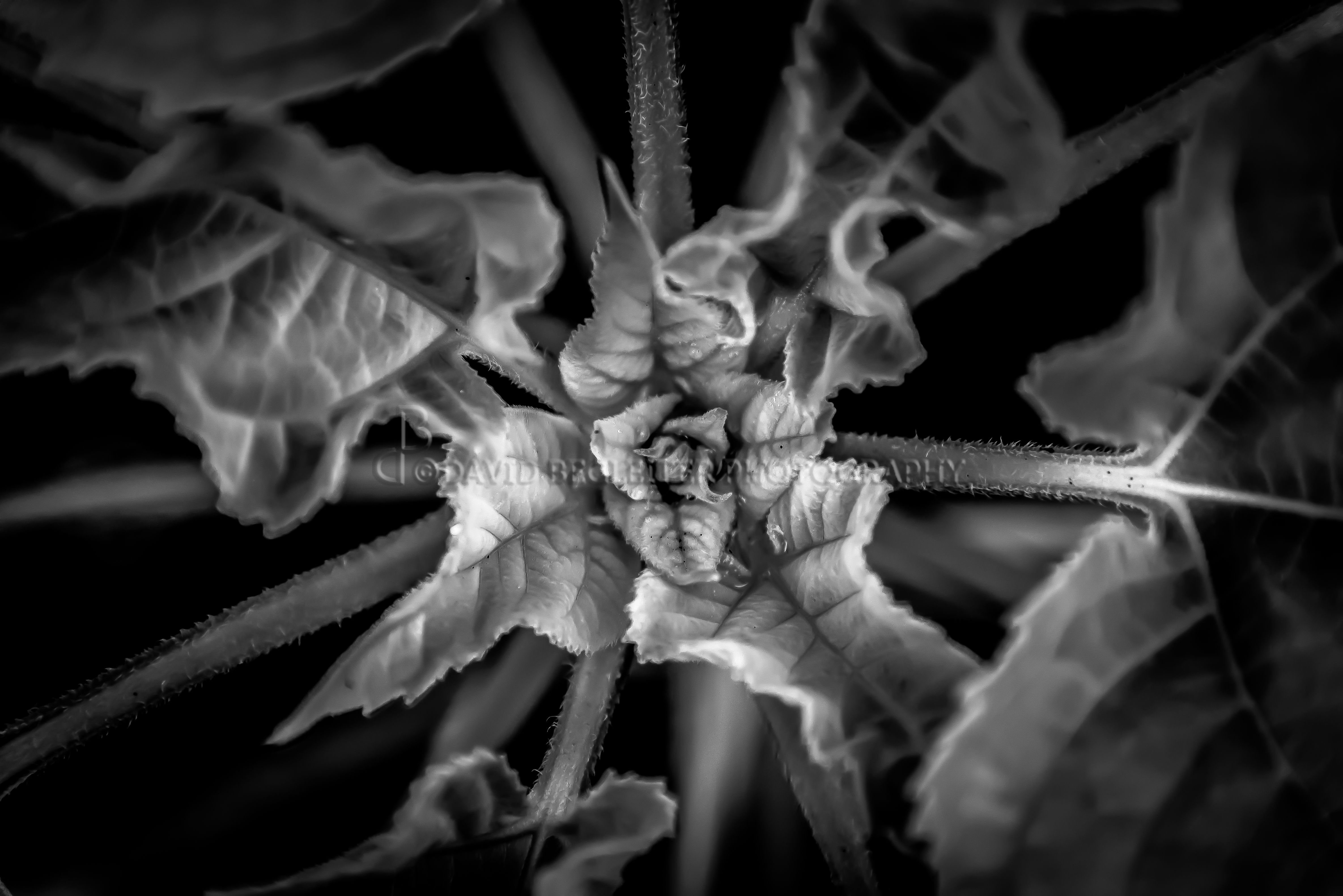 Sunflower - B&W