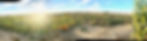 sunflowers.jpeg