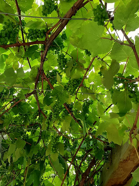 grapes.jpg