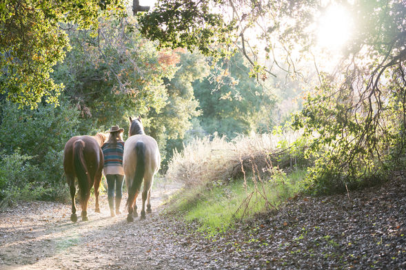 Equestrian photography-erica richards photography